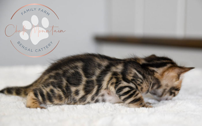 bengal kittens for sale